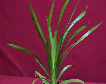 Billbergia Casa Blanca Bromeliad Live Plant