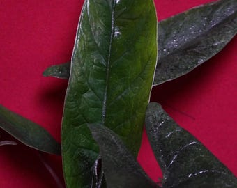 Alocasia Scalprum 4" Pot