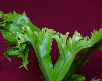 Mystery Rare Microsorum Fern