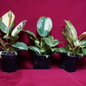 Philodendron Nuclear Green Congo Variegated Rare Aroid Plant bild 6