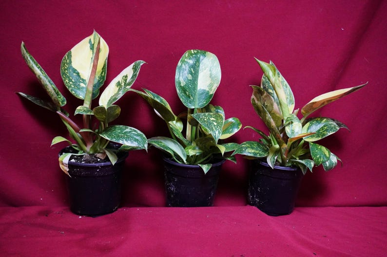 Philodendron Nuclear Green Congo Variegated Rare Aroid Plant bild 6