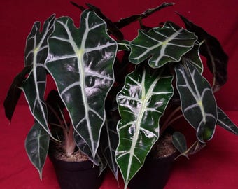 Alocasia Polly 4" Pot