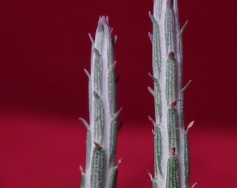 Senecio Stapeliiformis Pickle Plant 2" Pot