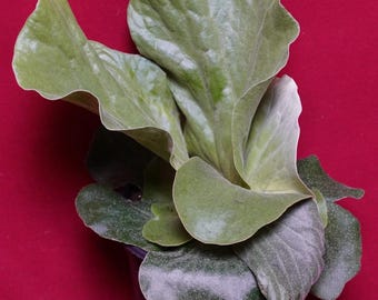 Platycerium Grande 06" Pot Giant Staghorn Fern