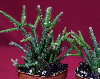 Rhipsalis Pilocarpa Epiphytic Succulent Mistletoe Cactus