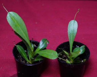 Nepenthes Briggsiana 2" Pot