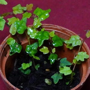 May include: A small, young creeping fig plant with glossy, light and dark green lobed leaves growing in a round, terracotta-colored plastic pot filled with dark potting soil. The plant has thin, delicate stems extending outward from the center.