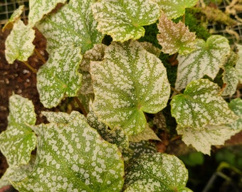 Begonia Species NOID  2" Pot Rare Plant NOT TC