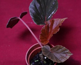 Begonia Species Ex Madagascar Ultra Rare