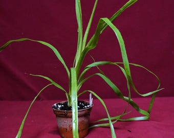 Billbergia Teng Ee Bromeliad Live Plant