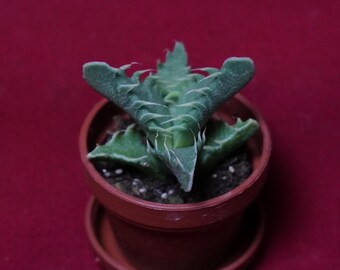 Faucaria Tuberculosa Tiger Jaws Succulent