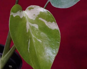 Monstera Bulbasaur Exact Plant #1    2" Pot