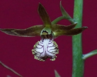 Eulophia Andamanensis x Guineensis Ground Orchid Hybrid NOT TC