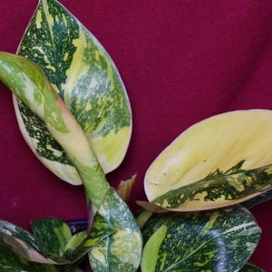 Philodendron Nuclear Green Congo Variegated Rare Aroid Plant bild 5