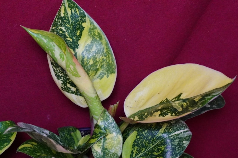 Philodendron Nuclear Green Congo Variegated Rare Aroid Plant bild 5