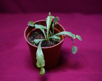 Venus Flytrap Korean Melody Shark 2" Pot