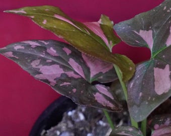 Syngonium Pink Splash 4" Pot