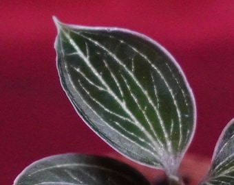 Anoectochilus Lowii Jewel Orchid Rare Terrarium Plant
