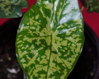 Alocasia Shattered Glass 4" Pot Rare Aroid