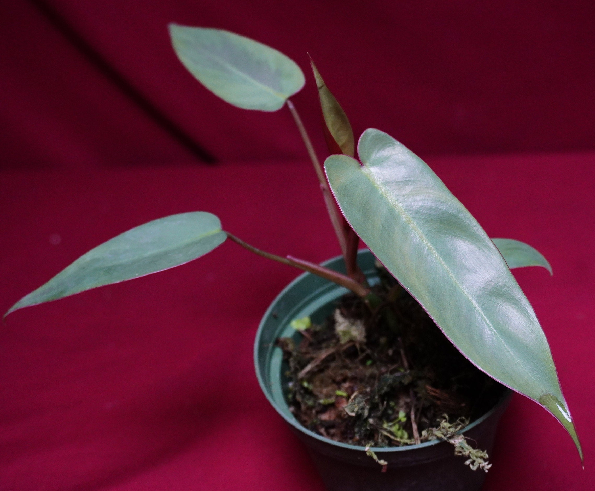 philodendron florida beauty var Philodendron Florida Beauty – Plant Vault main image 0