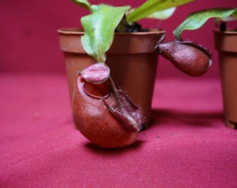 Nepenthes Ventricosa x Ampullaria Black Miracle 2" Pot