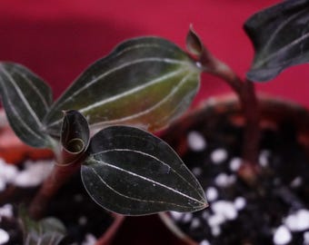 Ludochilus Sea Turtle Jewel Orchid Rare Terrarium Plant