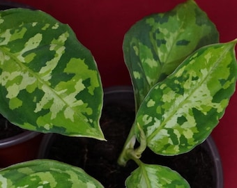 Aglaonema Pictum Tricolor Rare Aroid Camouflage Plant