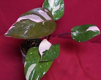 Philodendron Pink Princess NOT From TC 4" Pot