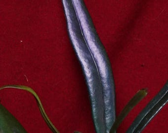 Blue Oil Fern Microsorum Thailandicum Rare Plant
