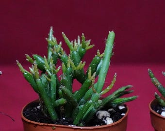 Rhipsalis Burchellii Epiphytic Succulent Mistletoe Cactus