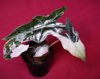 Alocasia Pink Nobilis Exact Plant #2