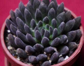 Sinocrassula Yunnanensis Black Sea Urchin Succulent