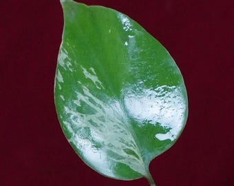 Monstera Bulbasaur Exact Plant #2   2" Pot