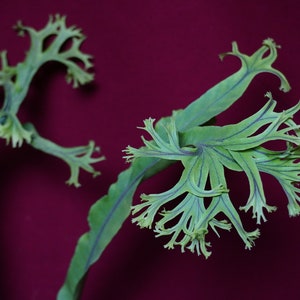 May include: Close-up of a green plant with unique, branching fronds against a deep red background. The plant's leaves have a delicate, almost lace-like appearance, with fine veins and a vibrant green hue.