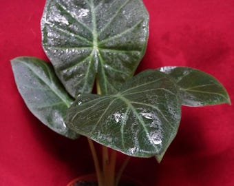 Alocasia Regal Shield 4" Pot
