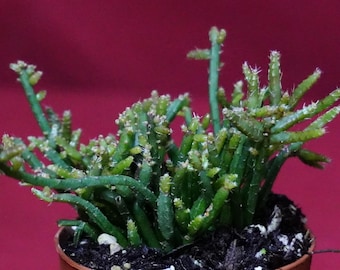 Rhipsalis Capilliformis Epiphytic Succulent Mistletoe Cactus