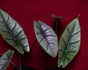Alocasia Platinum 4" Pot Rare Aroid