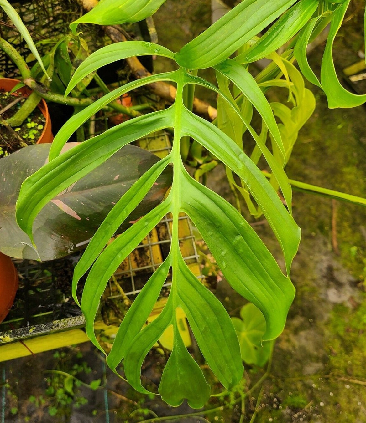 Monstera Spruceana Mature Nodes Rare Aroidnot TC - Etsy
