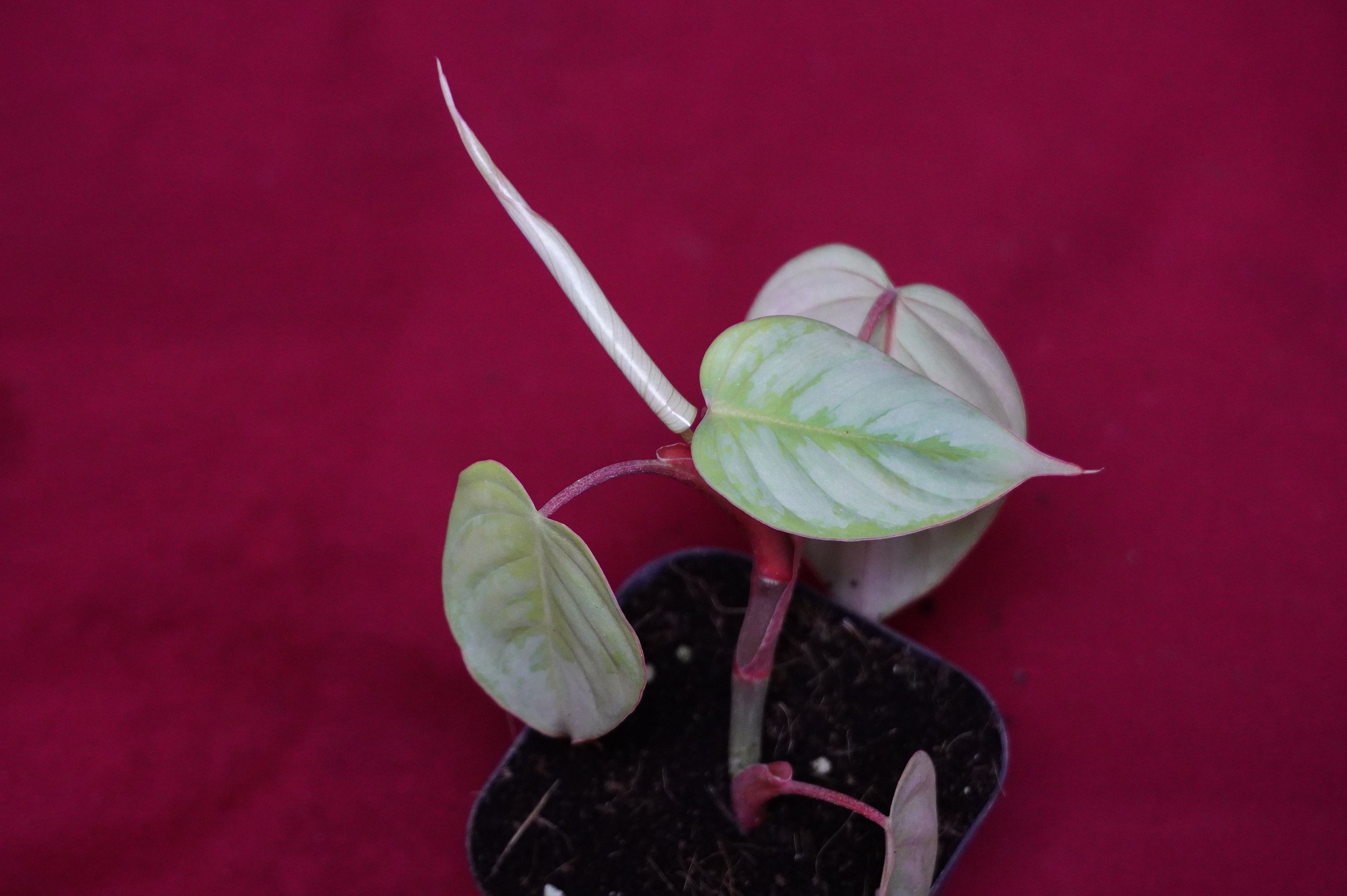 Philodendron Sodiroi Ornatum Rare Aroid Plant NOT TC - Etsy