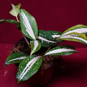 Dracaena Milky Way US Grown Variegated Rare Aroid Plant NOT TC