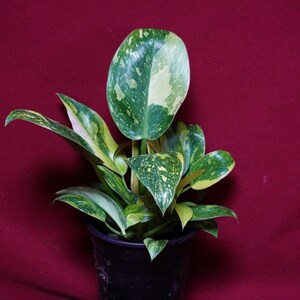 Philodendron Nuclear Green Congo Variegated Rare Aroid Plant bild 2
