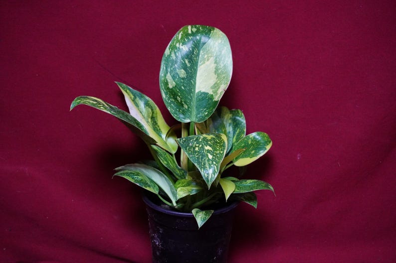 Philodendron Nuclear Green Congo Variegated Rare Aroid Plant bild 2
