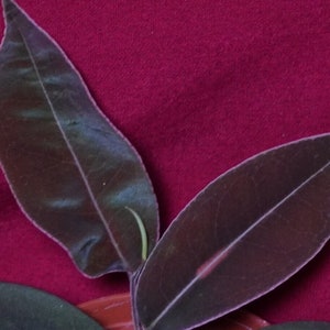 Coca Plant - Etsy