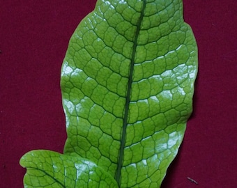 Crocodile Fern 4" Pot Microsorum Musifolium Crocodyllus