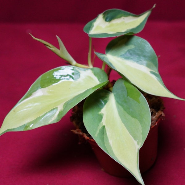 Philodendron Cream Splash Variegated US Grown Rare Aroid NOT TC