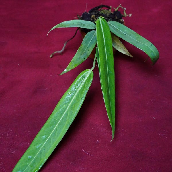 Anthurium Pallidiflorum NOT TC