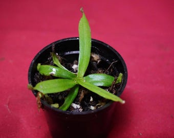 Nepenthes Albomarginata 2" Pot