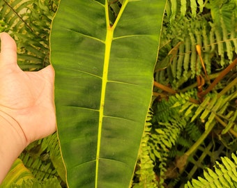 Philodendron Billietiae Mature Nodes US Grown Rare Aroid NOT TC