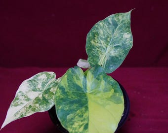 Alocasia Gageana Aurea 4" Pot