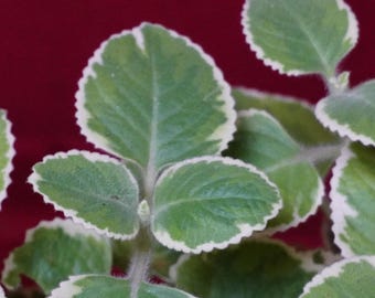 Cuban Oregano Variegated 4" Pot